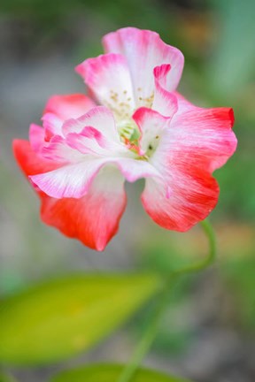 Framed Poppy Flower Print