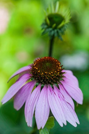 Framed Purple Coneflower Print