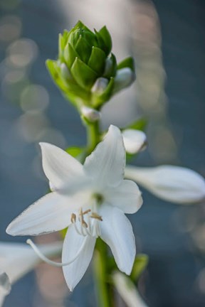 Framed Hosta Bloom Print