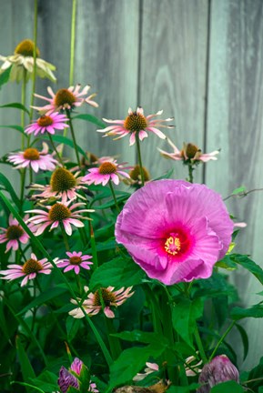 Framed Summer Garden Flowers 2 Print