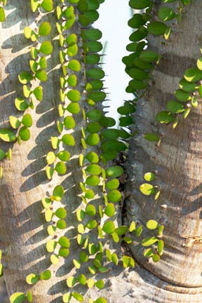 Framed Madagascar Spiny Forest, Anosy - Ocotillo Plants With Leaves Sprouting From Their Trunks Print