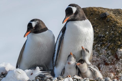 Framed Antarctica, Antarctic Peninsula, Brown Bluff Gentoo Penguin With Three Chicks Print