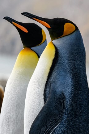 Framed South Georgia Island, St Andrews Bay King Penguins Print