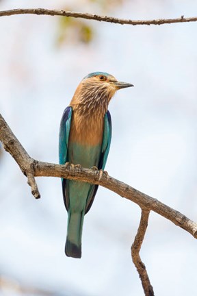 Framed India, Madhya Pradesh, Bandhavgarh National Park An Indian Roller Posing On A Tree Branch Print