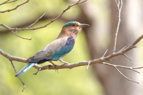 Framed India, Madhya Pradesh, Bandhavgarh National Park Portrait Of An Indian Roller Print