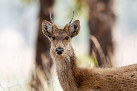 Framed India, Madhya Pradesh, Kanha National Park Headshot Of A Young Male Barasingha Print