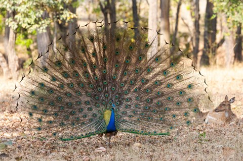 Framed India, Madhya Pradesh, Kanha National Park A Male Indian Peafowl Displays His Brilliant Feathers Print