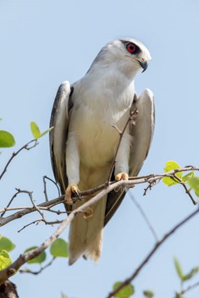 Framed India, Madhya Pradesh, Kanha National Park Portrait Of A Black-Winged Kite On A Branch Print