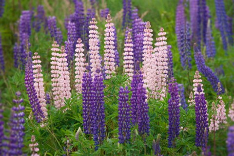 Framed New Zealand, South Island Lupine Flower Scenic Print