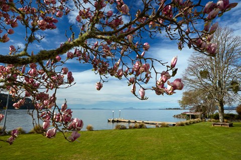Framed Magnolia Tree In Bloom, And Lake Taupo, Braxmere, Tokaanu, Near Turangi, North Island, New Zealand Print