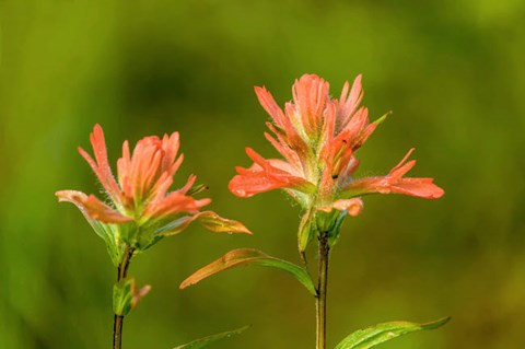 Framed Jasper National Park, Alberta, Canada Red Indian Paintbrush Wildflower Print