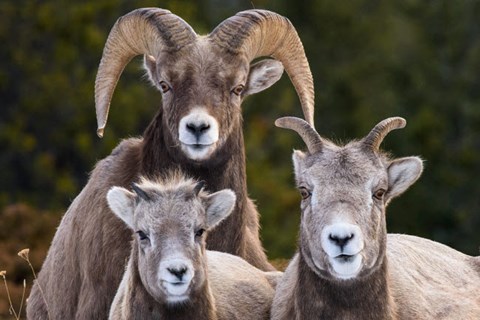 Framed Alberta, Jasper Bighorn Sheep Ram With Juveniles Print