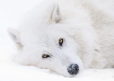 Framed Alberta, Yamnuska Wolfdog Sanctuary White Wolfdog Portrait Print