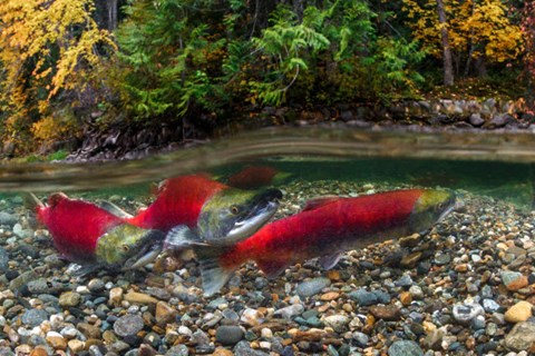 Framed British Columbia, Adams River Sockeye Salmon Split Shot Print