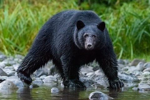 Framed British Columbia Black Bear Searches For Fish At Rivers Edge Print