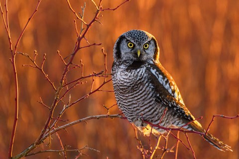 Framed British Columbia Northern Hawk Owl Perched On Blueberry Bush Print