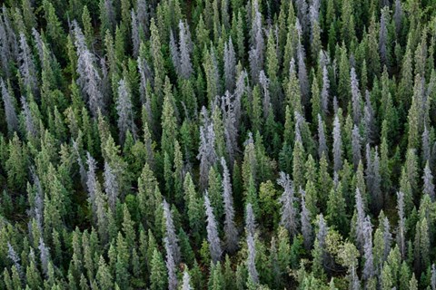 Framed Yukon, Kluane National Park Mix Of Living And Dead White Spruce Trees Print
