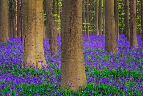 Framed Europe, Belgium Hallerbos Forest With Trees And Bluebells Print