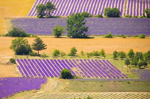 Framed France, Provence, Sault Plateau Overview Of Lavender Crop Patterns And Wheat Fields Print