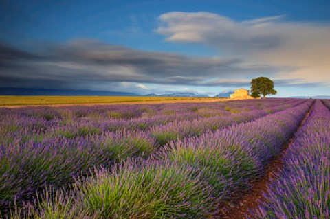 Framed France, Provence, Valensole Plateau Lavender Rows And Farmhouse Print