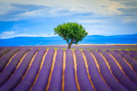 Framed Europe, France, Provence, Valensole Plateau Field Of Lavender And Tree Print