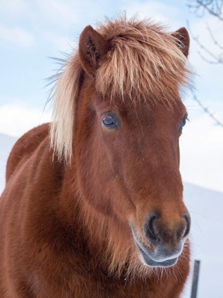 Framed Icelandic Horse In Fresh Snow Print