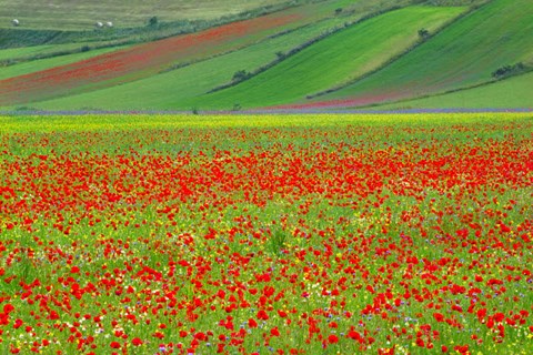 Framed Europe, Italy, Castellucio Piano Grande Field Of Flowers Print