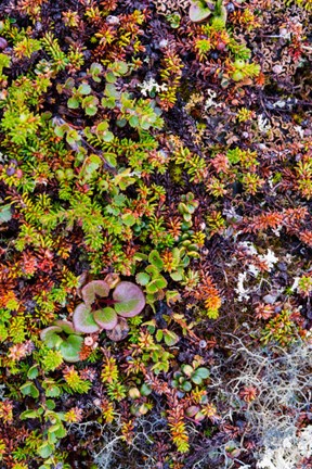 Framed Greenland Qeqertaq Dwarf Birch, Lichen, And Large Flowered Wintergreen Print