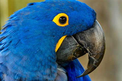 Framed Blue Hyacinth Macaw, Anodorhynchus Hyacinthinus Print