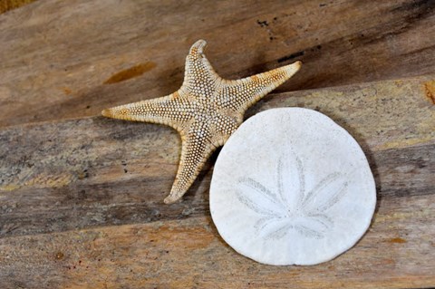 Framed Sand Dollar And Starfish Still-Life Print