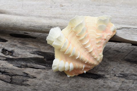 Framed Ruffled Clam Shell - Tridacna Squamosa Print