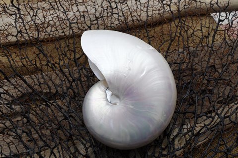 Framed Whole Pearl Nautilus Shell Print