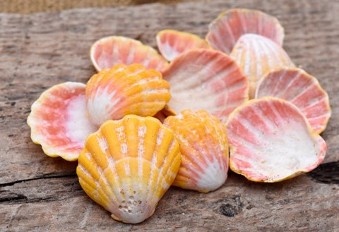 Framed Hawaiian Sunrise Shells Print