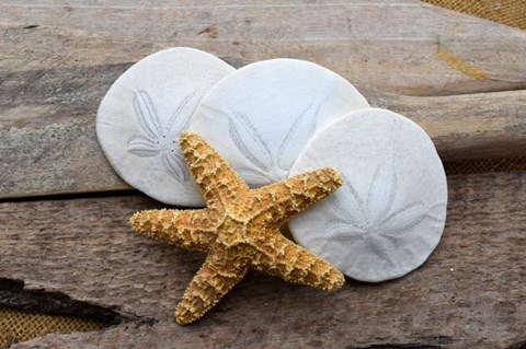 Framed Sand Dollar And Starfish Still-Life Print
