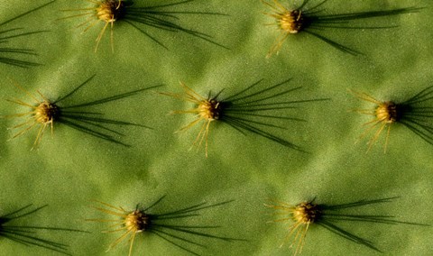 Framed Ecuador, Galapagos Islands Opuntia Cactus Quill Details And Shadows Print