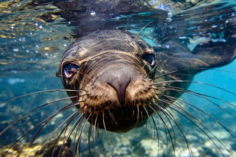 Framed Galapagos Islands, Santa Fe Island Galapagos Sea Lion Swims In Close To The Camera Print