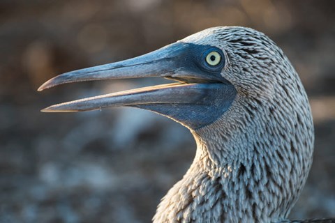 Framed Galapagos Islands, North Seymour Island Blue-Footed Booby Portrait Print