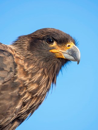 Framed Adult With Typical Yellow Skin In Face Striated Caracara Or Johnny Rook, Falkland Islands Print