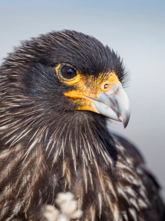 Framed Adult Striated Caracara, Protected, Endemic To The Falkland Islands Print