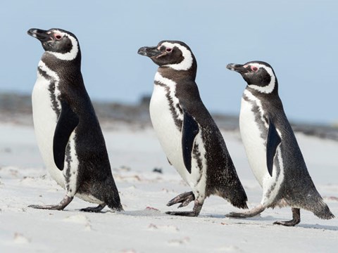 Framed Magellanic Penguin, Falkland Islands Print