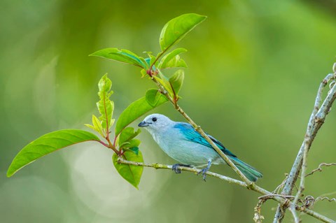 Framed Costa Rica, Sarapiqui River Valley, Blue-Grey Tanager On Limb Print