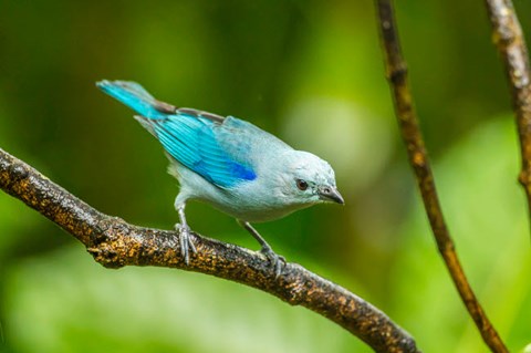 Framed Costa Rica, Sarapique River Valley Blue-Grey Tanager On Limb Print