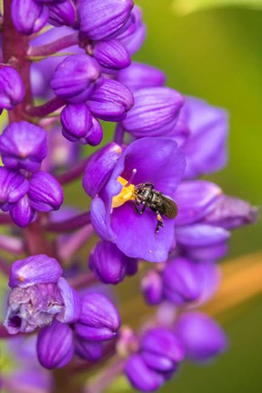 Framed Costa Rica, Arenal Insect On Blossom Print