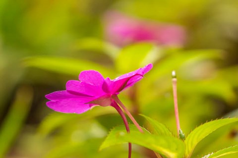 Framed Costa Rica, Monteverde Cloud Forest Reserve Pink Flower Close-Up Print
