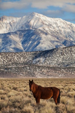 Framed California White Mountains And Wild Mustang In Adobe Valley Print