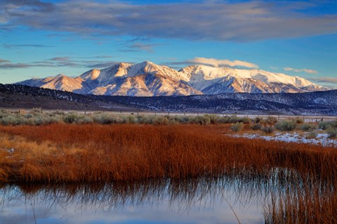 Framed California White Mountains And Reeds In Pond Print