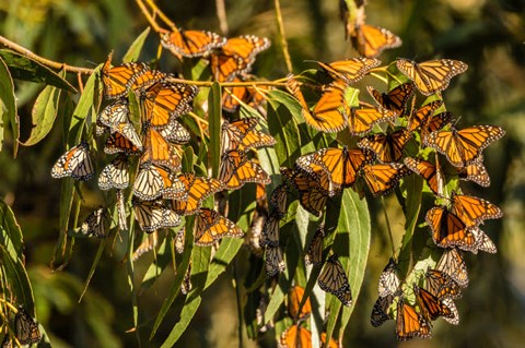 Framed California, San Luis Obispo County Clustering Monarch Butterflies On Branches Print
