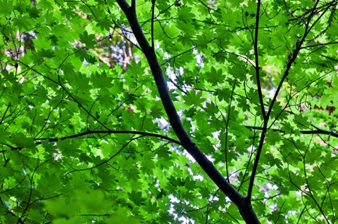 Framed Looking Up Into Vine Maple, Stout Grove, Jedediah Smith Redwoods State Park, Northern California Print