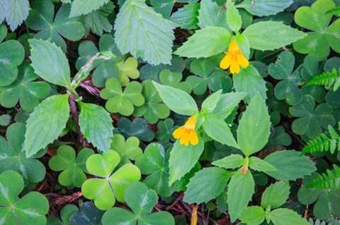 Framed Monkey Flowers Growing Wild In Redwood National Park Print