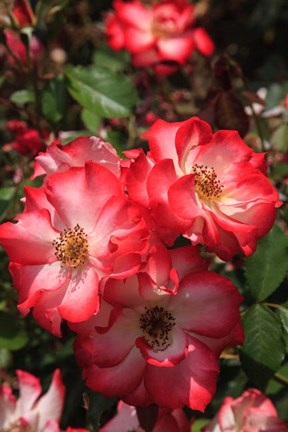 Framed Betty Boop Rose Is A Hybrid Rose With A Moderately Fruity Aroma Print